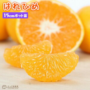 炪cc w ͂Ђ x 15cm|bgږؕc c c ڂ ݂ k A ʎ ʎc   x_  A ƒʎ yqy
