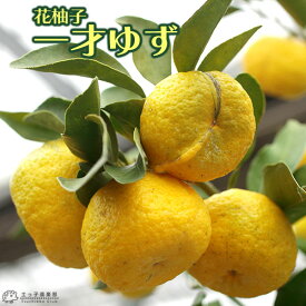 楽天市場 ゆず 苗の通販