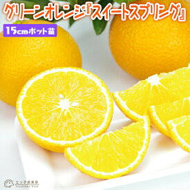 グリーンオレンジ 『 スイートスプリング 』 接ぎ木 15cmポット苗