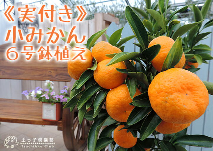 楽天市場】《 実付き 》 小みかん （ 紀州みかん ） 接ぎ木苗 6号 