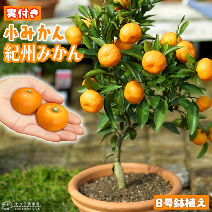 楽天市場】《 実付き 》 小みかん （ 紀州 みかん ） 接ぎ木大苗 8号 