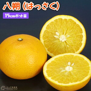 ς蕗 w  i ͂ j x ڂ 15cm|bgc c c ڂ ݂ k A ʎ ʎc   x_  A ƒʎ yqy