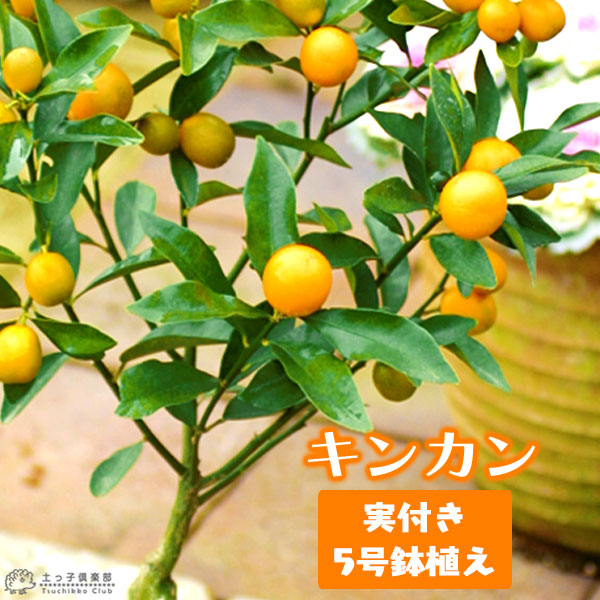 美味しい金柑を育てよう ◆高品質 熟すのを待つだけです 《 宅送 実付き 》金柑 きんかん 5号鉢植え