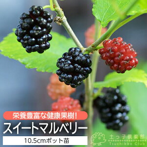 XC[g}x[ i K̖ j 10.5cm|bgc