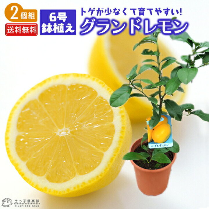 楽天市場 レモン グランドレモン 2年生 接ぎ木苗 6号鉢植え 2個セット 送料無料 花と緑の専門店 土っ子倶楽部 楽天市場 レモン グランドレモン 2年生 接ぎ木苗 6号鉢植え 2個セット 送料無料 花と緑の専門店 土っ子倶楽部
