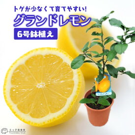 レモン 『 グランドレモン 』 2年生 接ぎ木苗 6号鉢植え