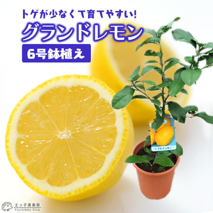 楽天市場 レモン グランドレモン 2年生 接ぎ木苗 6号鉢植え 花と緑の専門店 土っ子倶楽部