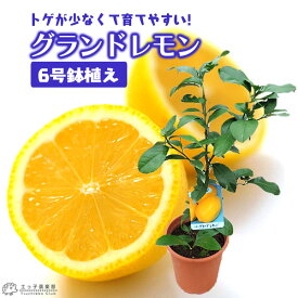楽天市場 鉢植え 室内 レモンの木の通販