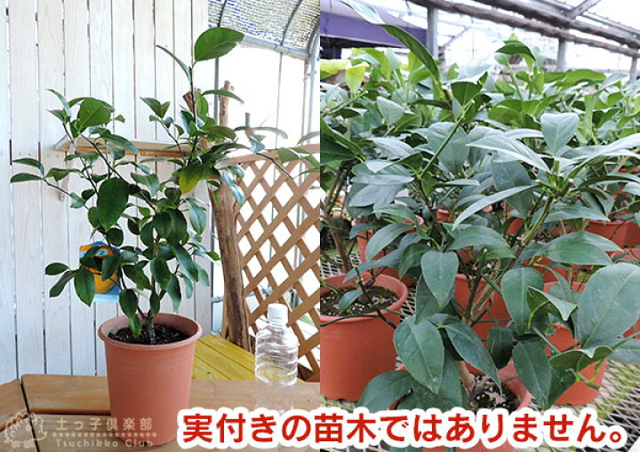 楽天市場 レモン グランドレモン 2年生 接ぎ木苗 6号鉢植え 花と緑の専門店 土っ子倶楽部