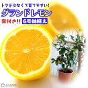 《 実付き 》 レモンの木 『 グランドレモン 』 接ぎ木苗 6号鉢植え （※1個なり）