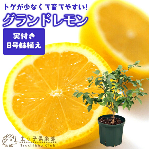《 実付き 》レモンの木 実付きの鉢植え『 グランドレモン 』 接ぎ木苗 8号スリット鉢植え（ ※実付き2個以上 ） 花と緑の専門店  土っ子倶楽部