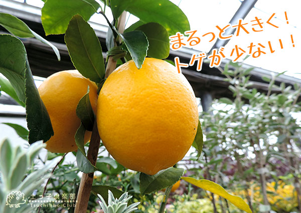 【《 実付き 》レモンの木 実付きの鉢植え『 グランドレモン 』 接ぎ木苗 8号スリット鉢植え（ ※実付き2個以上 ） 花と緑の専門店  土っ子倶楽部