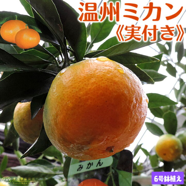 楽天市場 実付き 早生温州みかん 接ぎ木苗 6号鉢植え 花と緑の専門店 土っ子倶楽部