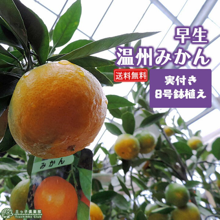 楽天市場 実付き 早生温州みかん 西海ミカン 株立ち 接ぎ木 大苗 8号鉢植え 送料無料 花と緑の専門店 土っ子倶楽部