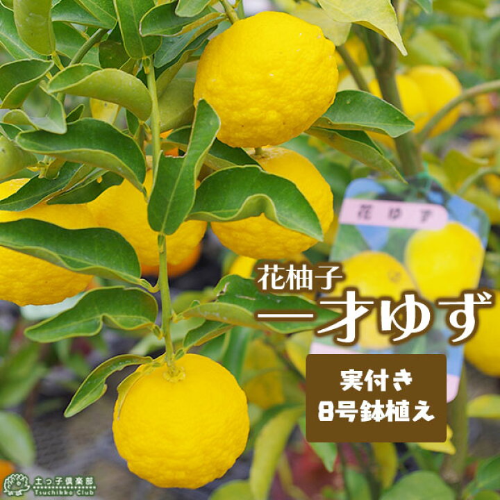 楽天市場 実付き 一才ゆず 花柚子 ユズ 接ぎ木大苗 8号鉢植え 送料無料 花と緑の専門店 土っ子倶楽部