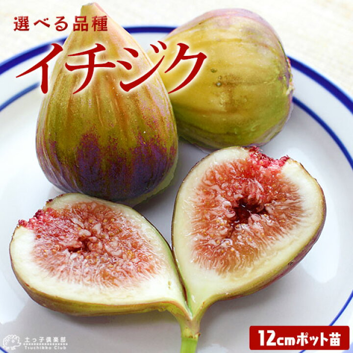 楽天市場 イチジク 全13品種 12cmポット苗 選べる品種 花と緑の専門店 土っ子倶楽部