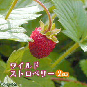 ChXgx[ 9cm|bgc y 2Zbg z  쐶 W n[u n[ueB[ |v OhJo[ J[[t yqy