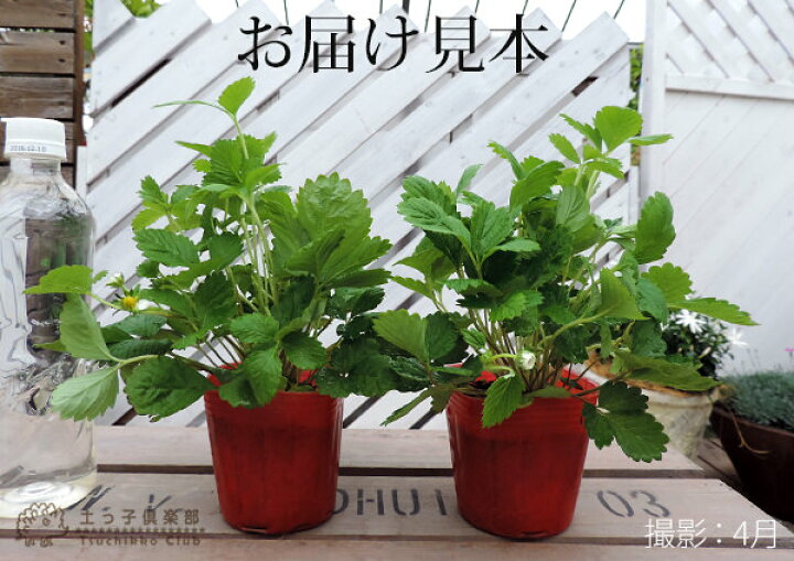 楽天市場 ワイルドストロベリー 9cmポット苗 2個セット 花と緑の専門店 土っ子倶楽部