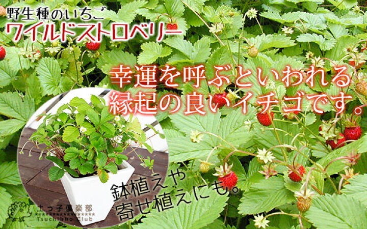 楽天市場 ワイルドストロベリー 9cmポット苗 2個セット 花と緑の専門店 土っ子倶楽部