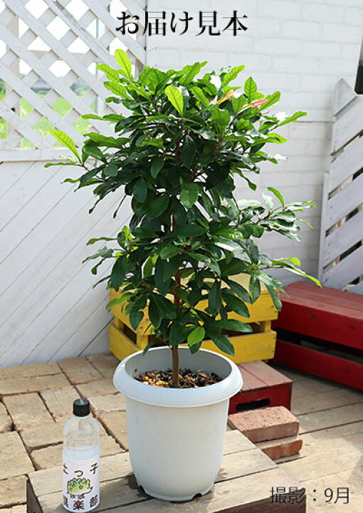 楽天市場】ミラクルフルーツ （ ミラクルベリー ） 大苗 7号鉢植え 