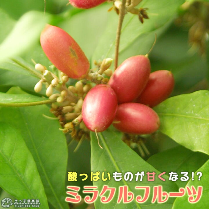 楽天市場 ミラクルフルーツ ミラクルベリー 17cm鉢植え 花と緑の専門店 土っ子倶楽部