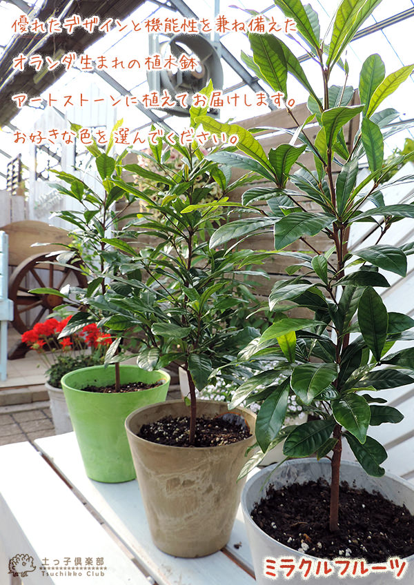 楽天市場】ミラクルフルーツ （ ミラクルベリー ） 17cm鉢植え : 花と