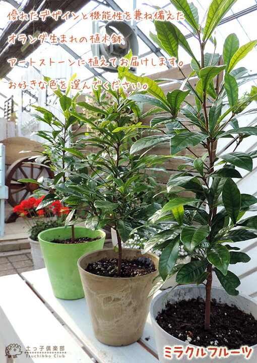 楽天市場 ミラクルフルーツ ミラクルベリー 17cm鉢植え 花と緑の専門店 土っ子倶楽部