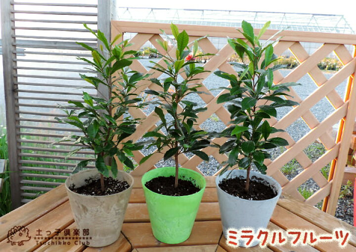 楽天市場 ミラクルフルーツ ミラクルベリー 17cm鉢植え 花と緑の専門店 土っ子倶楽部