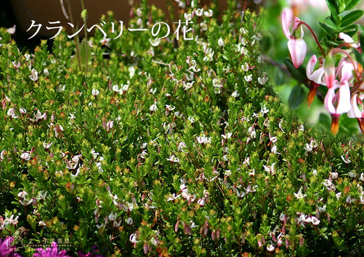 楽天市場 クランベリー ツルコケモモ 10 5cmポット苗 送料無料 2個セット 花と緑の専門店 土っ子倶楽部