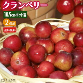 楽天市場 クランベリー 苗の通販
