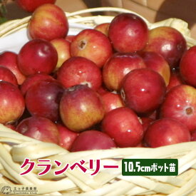 楽天市場 クランベリー 苗の通販