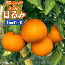 柑橘 『 はるみ 』 15cmポット接木苗