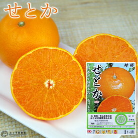 柑橘 『 せとか 』 13.5cmポット接木苗