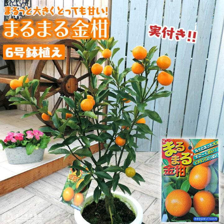 楽天市場 実付き まるまる金柑 キンカン 接ぎ木苗 6号鉢植え 花と緑の専門店 土っ子倶楽部 楽天市場 実付き まるまる金柑 キンカン 接ぎ木苗 6号鉢植え 花と緑の専門店 土っ子倶楽部