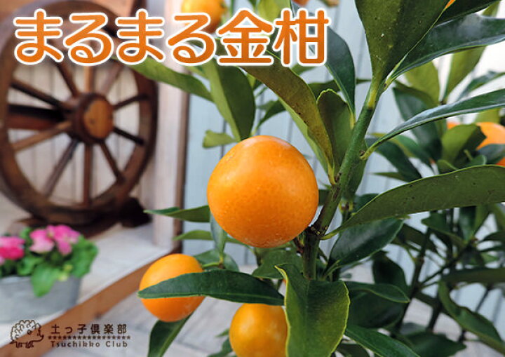 楽天市場 実付き まるまる金柑 キンカン 接ぎ木苗 6号鉢植え 花と緑の専門店 土っ子倶楽部