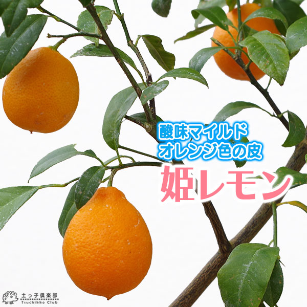 見た目は小ぶりのオレンジ 味はレモン 小さいけれど沢山なります 姫レモン 奉呈 珍種 ヒメレモン 15cmポット接木苗 メイルオーダー