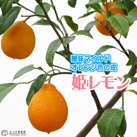 姫レモン （ ヒメレモン ） 15cmポット接木苗 【 珍種 】