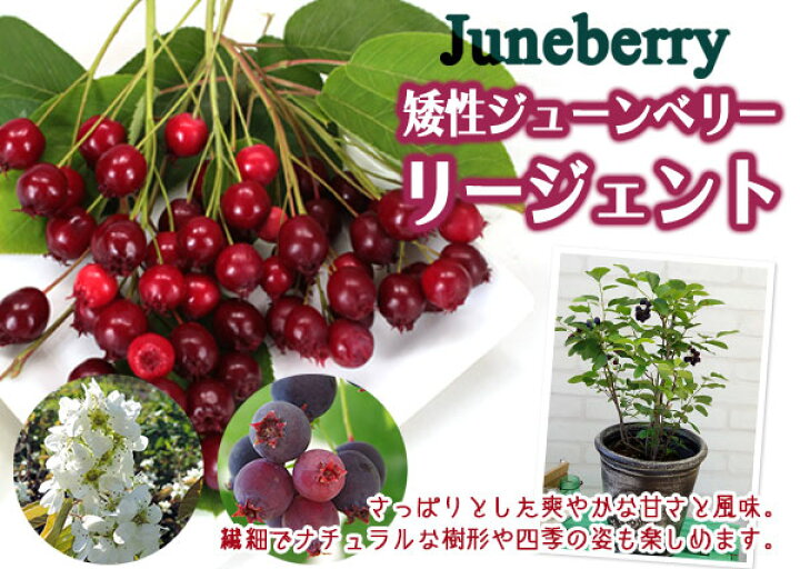 楽天市場】【7月19日20時から20％OFFクーポン対象】 矮性 ジューン 