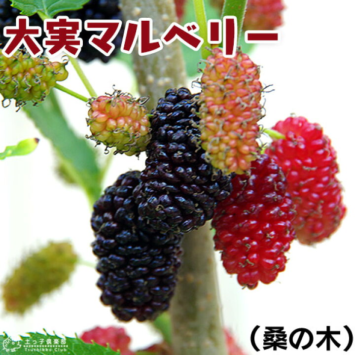 楽天市場 大実 マルベリー 桑の木 15cmポット苗木 花と緑の専門店 土っ子倶楽部