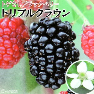 Ԍ50OFF!? gQȂ ubNx[ w gvNE x 9cm|bgc c x[ ƂȂ  LC`S Yx[ 嗱 Â RpNg Rn  yqy