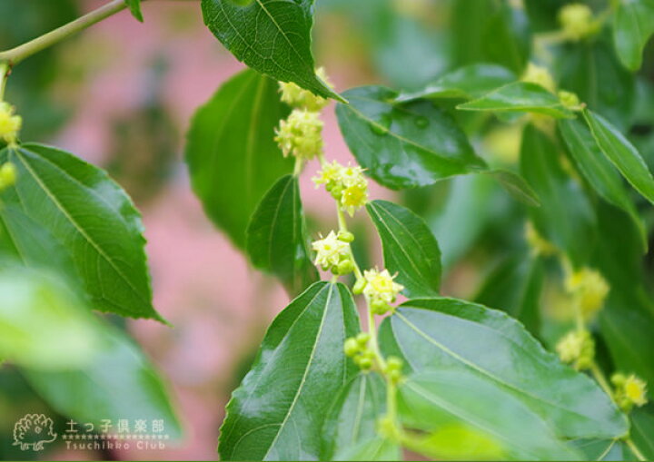 楽天市場 ナツメの木 なつめ 12cmポット苗 1年生 花と緑の専門店 土っ子倶楽部 楽天市場 ナツメの木 なつめ 12cmポット苗 1年生 花と緑の専門店 土っ子倶楽部