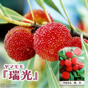 } w  i  j x 15cm|bgږؕc