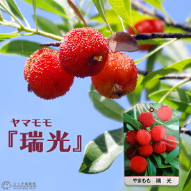 楽天市場 実 ヤマモモの通販