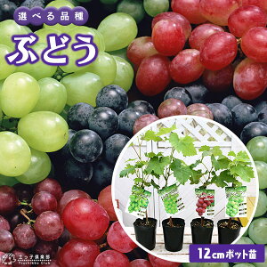 Ԃǂ iuhEj 12cm|bgc y VC}XJbg z2N}ؕc c ʎ c  Rei yqy