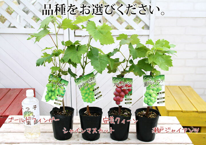 楽天市場】ぶどう （ブドウ） 全4品種 12cmポット苗 【 選べる品種 】2 