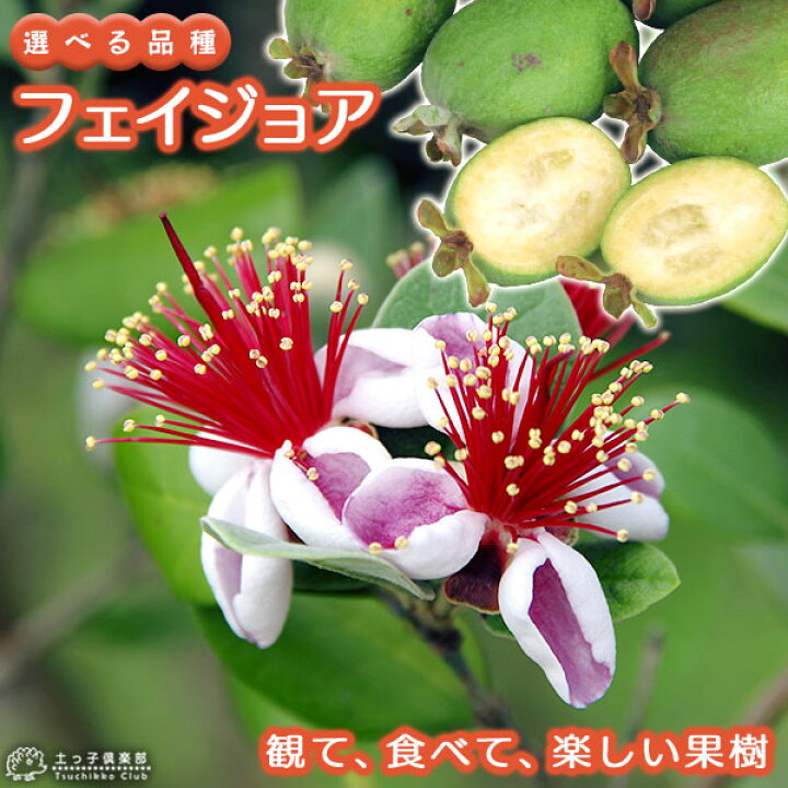 楽天市場 フェイジョア アポロ プリティグリーン 18cmポット苗 選べる品種 花と緑の専門店 土っ子倶楽部