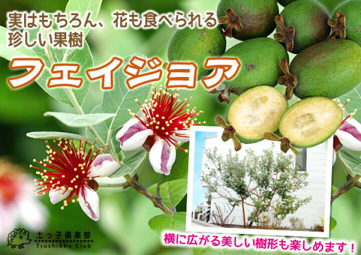 楽天市場 フェイジョア アポロ プリティグリーン 18cmポット苗 選べる品種 花と緑の専門店 土っ子倶楽部