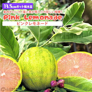 背 w sNl[h x 13.5cm|bgږؕc k ƌ 1{ŎȂ c c ڂ ږؕc A ʎ ʎc   x_  A yqy