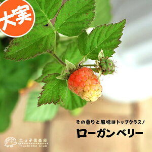 �󏭁I ���[�K���x���[ �i ���Y�x���[ / �u���b�N�x���[ �j 9cm�|�b�g�c �y ���� �z