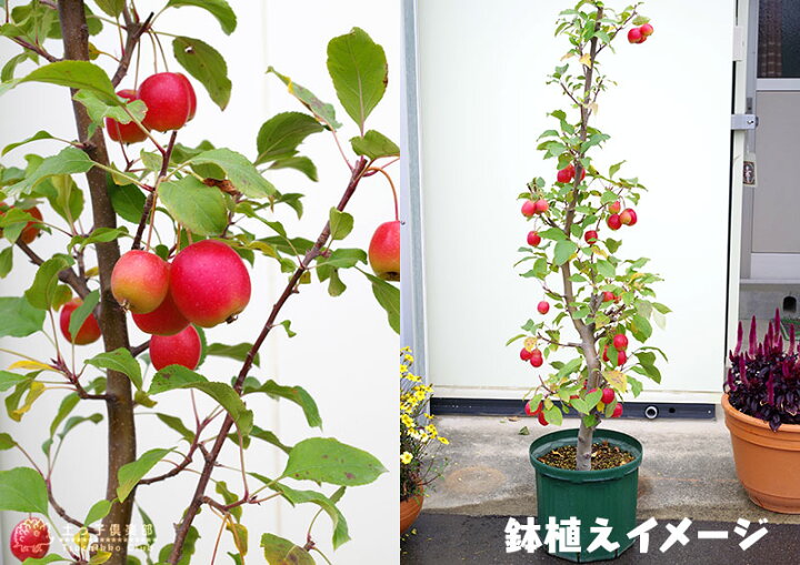 楽天市場 実付き 姫りんご 長寿紅 18cm鉢植え 花と緑の専門店 土っ子倶楽部